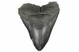 Bargain, Fossil Megalodon Tooth - South Carolina #180942-1